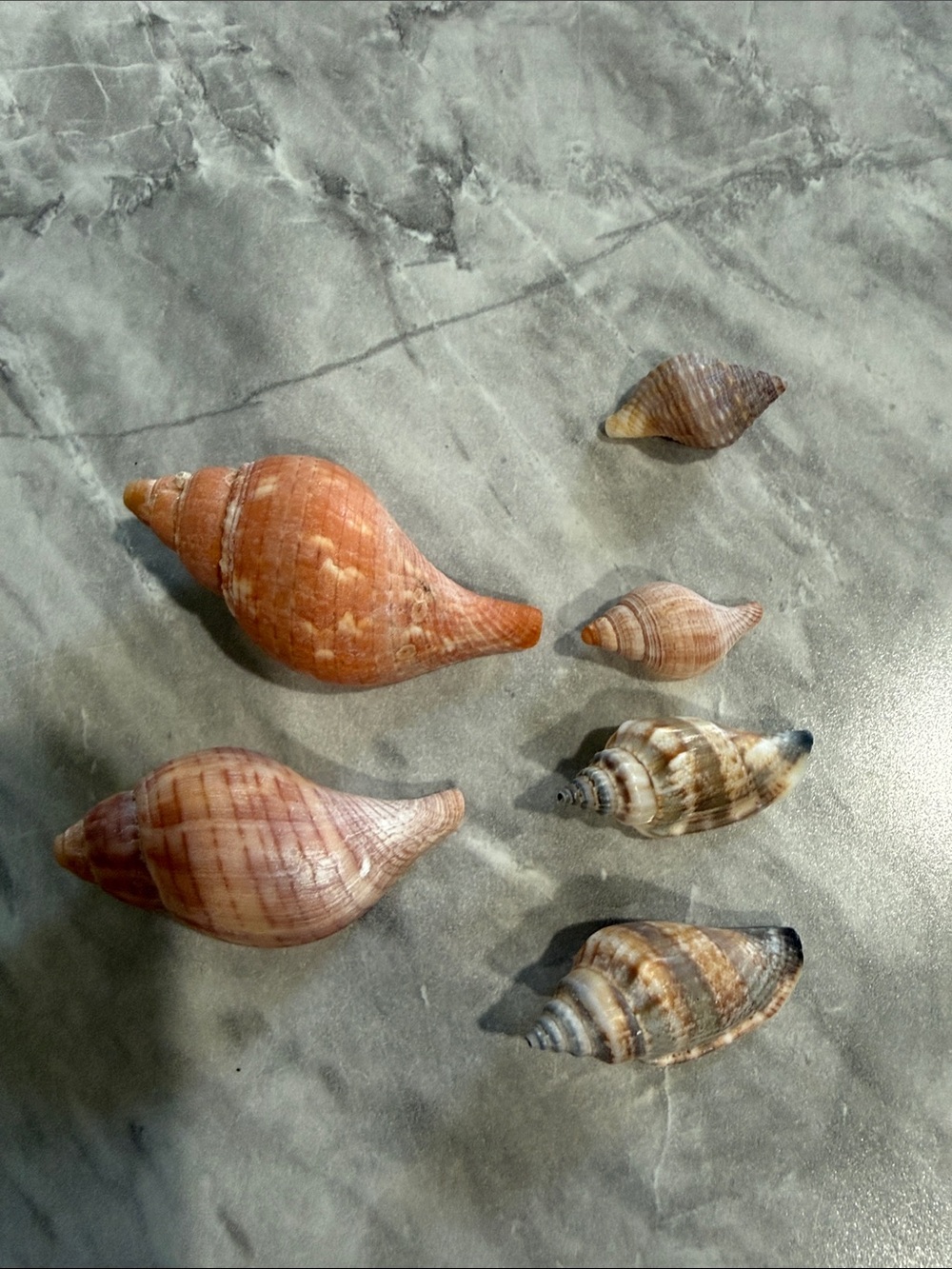 Lot of 6 Mixed Natural Spiral Sea Shells Whelk Cone Beach Coastal Craft Decor